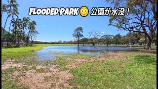 Windy Waikiki 🌬️ Flooded Park! | ワイキキ洪水