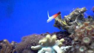 Fire goby  Nemateleotris magnifica