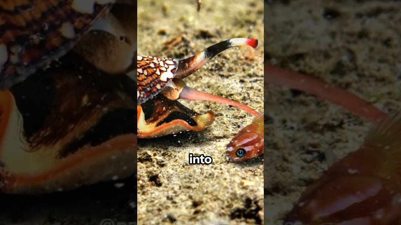 Красавица с жалом | Улитка-конус