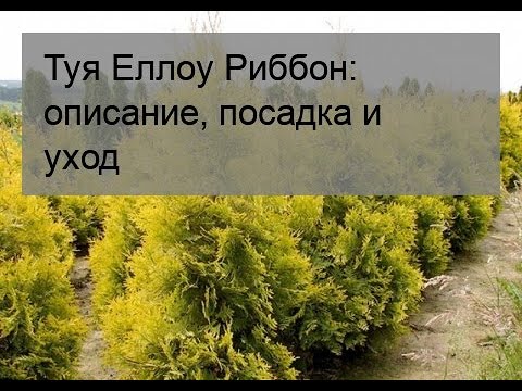 Туя западная Думоза