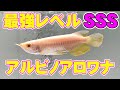総額１０００万円！？最上級アルビノ過背金龍が段違いだった！