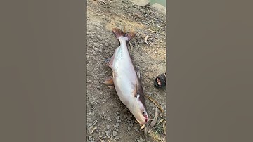 Giant Catfish Fishing 480 #fishing