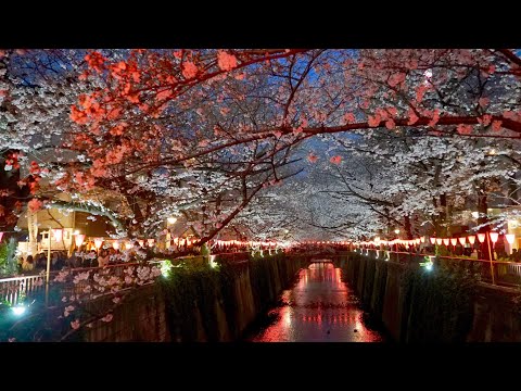 2019 夕暮れの東京目黒川の桜(4K) Cherry Blossoms At Meguro River, Tokyo In Twilight(UHD)