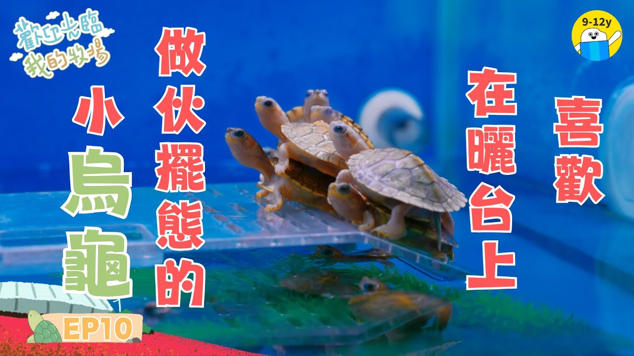 小烏龜🐢喜歡在曬台上做伙擺態☀️歡迎光臨我的牧場 EP10｜小公視│12歲女孩的烏龜場生活