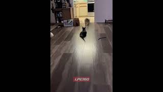 Dog chases after toy as cat reaches for it