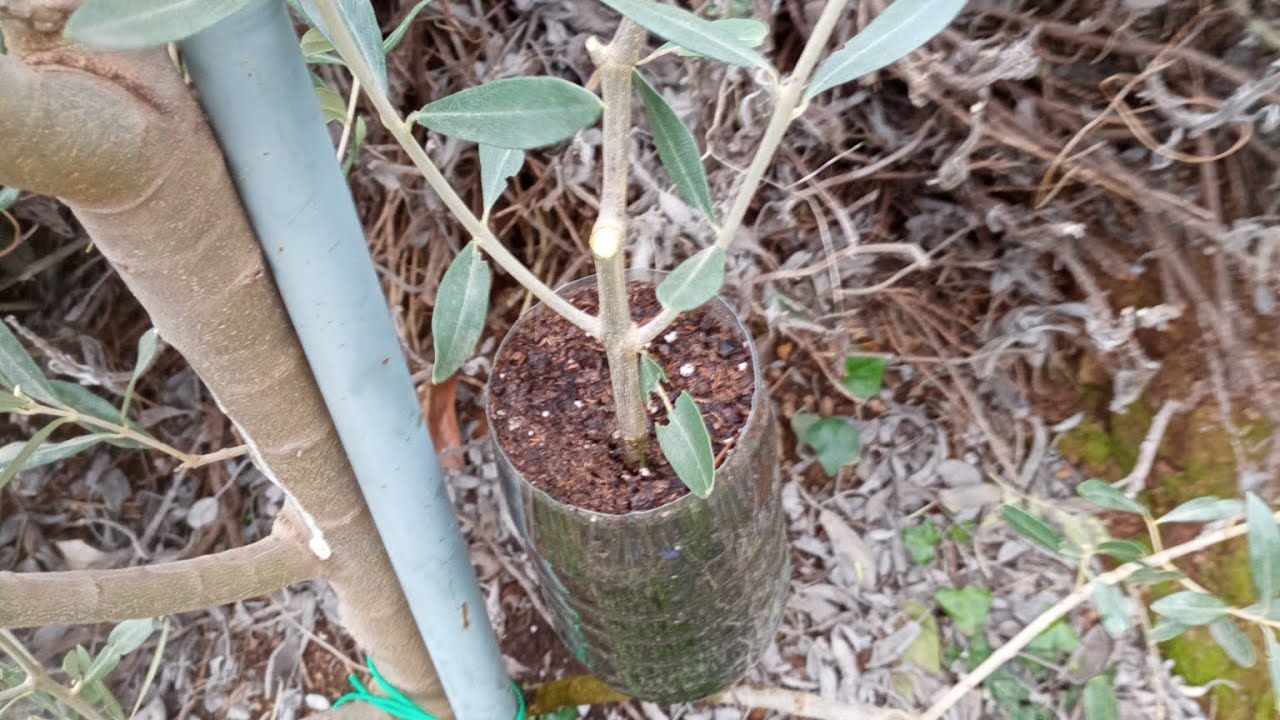 MARGOTTA INVERNALE SU ULIVO  CON LA BOTTIGLIA DELLA COCA-COLA INFILATA 🌿🌿🌿🌿🌿