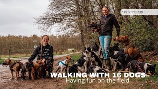 Walking with 16 dogs & having fun on the field.