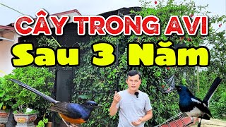 Cây trong Avi sau 3 năm trồng còn lại gì