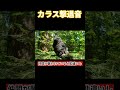 【実録】カラスだらけの場所で「天敵の音」を流した結果… #shorts