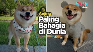 Anjing Murah Senyum Ini Jadi Sensasi Dunia Maya