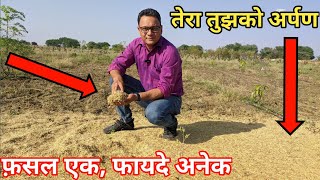 फ़सल एक, फायदे अनेक #naturalfarming #intercropping by Natural Farming Made Easy 2,393 views 2 months ago 2 minutes, 47 seconds