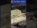 蛇が支配する死の楽園?グーグルアースで見る人類が干渉してはいけない島 #グーグルアース #ミステリー #都市伝説 #歴史#島