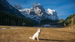 What can you do with a young dog?