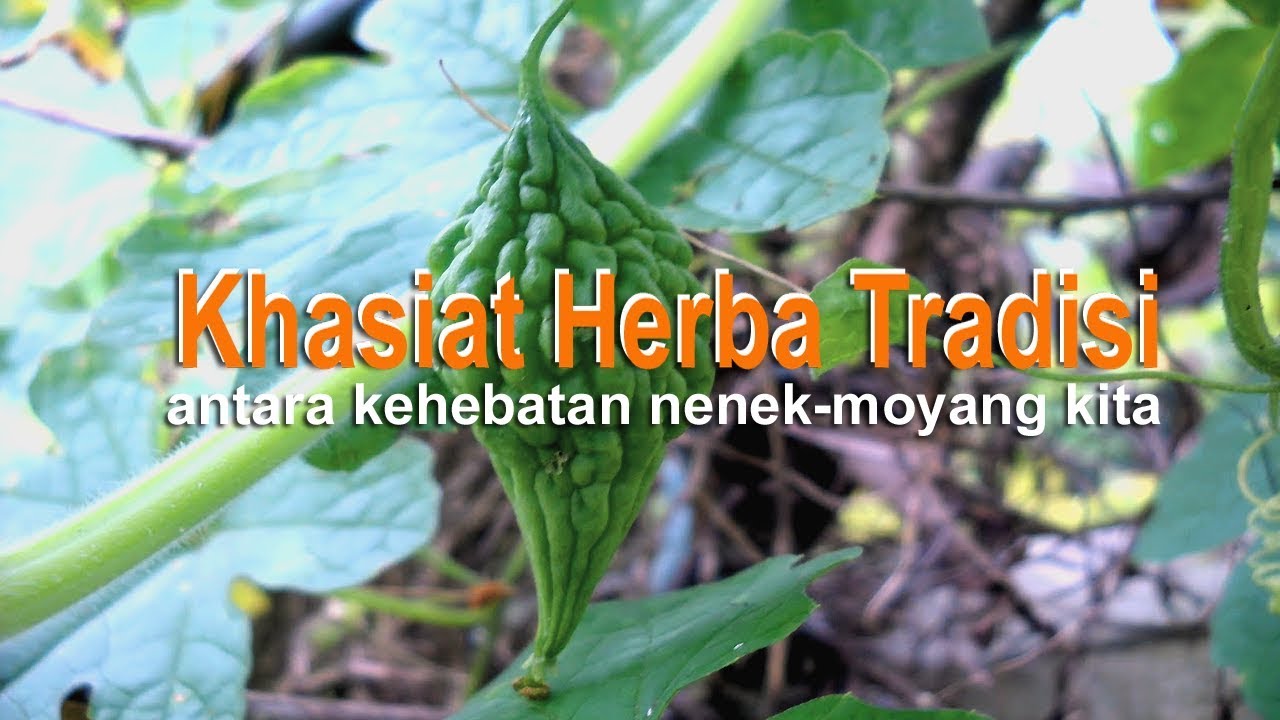Khasiat Herba Tradisi 