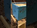 Part 1 of 3 install the Layens hive split 4/11/22