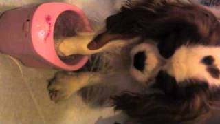 ワンコと足キレイキレイ！