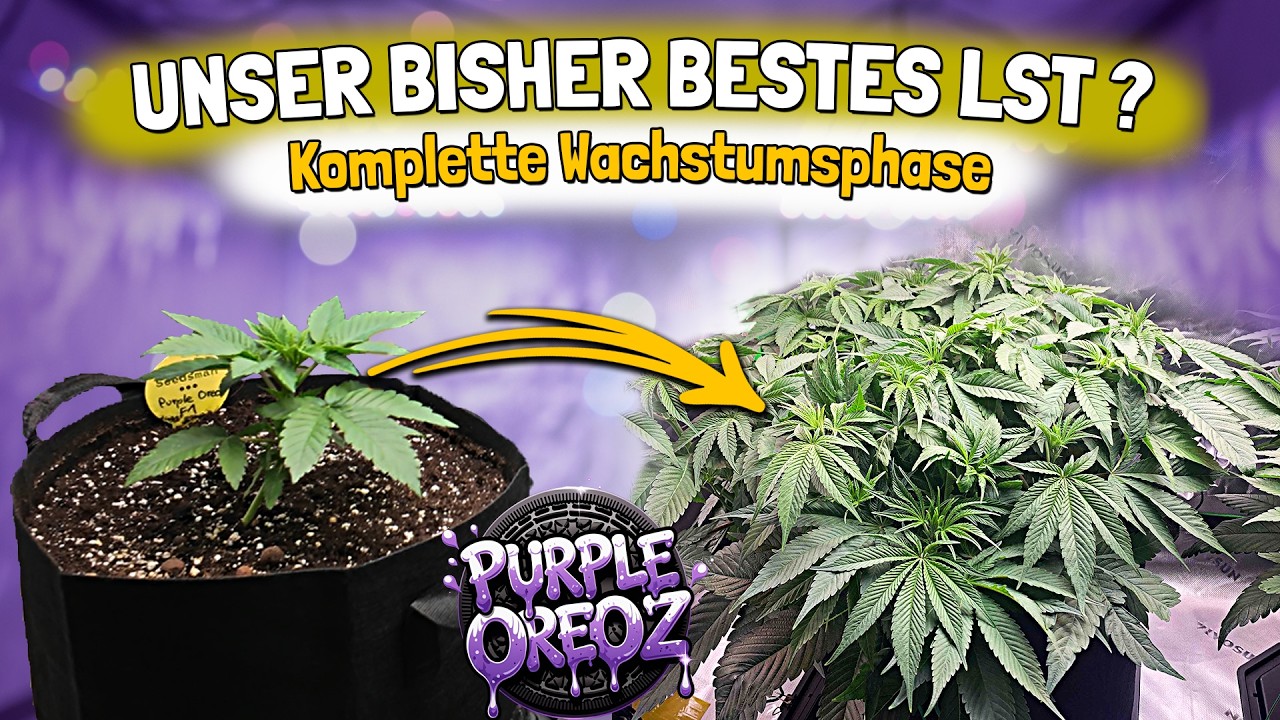 Tag 1–46: Vom Samen zum perfekten Blütendach (ohne Topping)