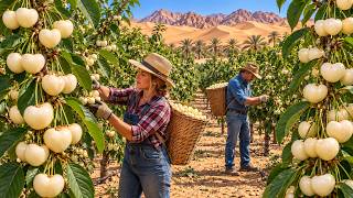 Growing White Cherry Trees in the Desert — The Final Harvest Stunned Everyone