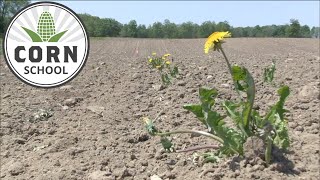 Corn School: Tag team weed control with tillage and pre-emerge herbicide
