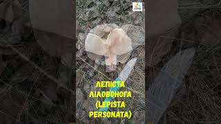 Рядовка ліловонога