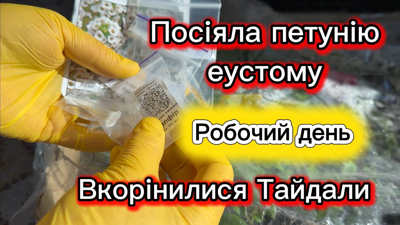 Сію кущову петунію, еустому, алісум, вкорінилися живці Тайдал. 9 лютого. 