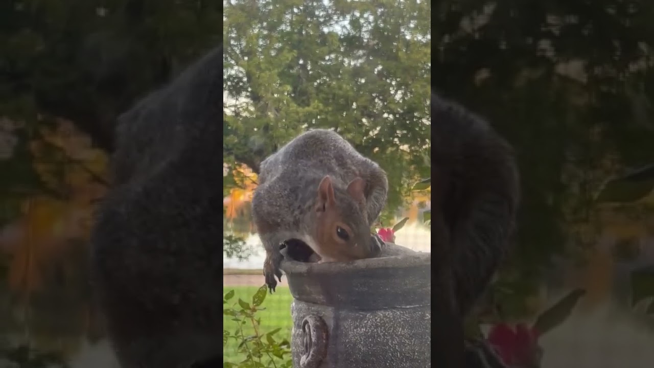 Why is Squirrel Nails 😳so long??? 