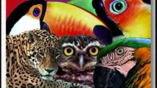 ARAUTOS DO REI - A HISTÓRIA DOS ANIMAIS