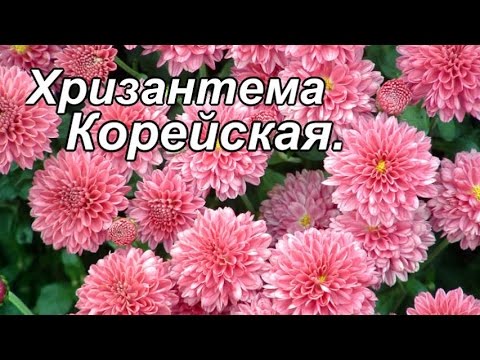 Видео: Хризантем солонгос