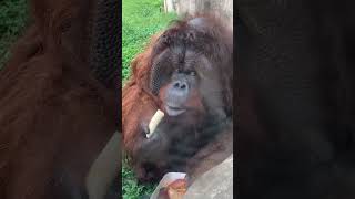 Male Orangutan Enjoys Lunch Box.