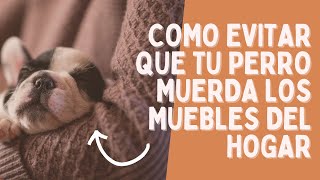 Consejos para evitar que tu perro muerda los muebles del hogar