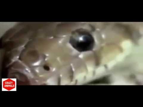 Most Amazing Wild Animal Attacks Eagle And Python