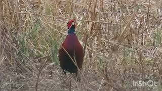 Zov fazana - pheasant call