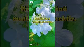 Kuran Meali Mümin 59-60