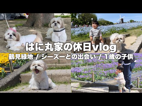 【かわいい】シーズー犬と1歳の子供を連れて鶴見緑地に遊びに行ってきた！【休日vlog】