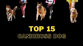 15 Best Canicross Dog Breeds I #Canicross I #Dogs I #Puppies I 🏃‍♀️🐶