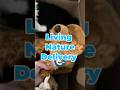 Living Nature Restock! #essa #plushies #emotionalsupportstuffedanimal #littlepawsplushies