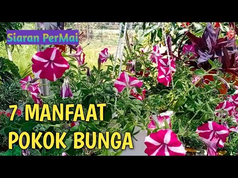 Video: Pokok Wang Dan Keuntungan Di Dalam Rumah