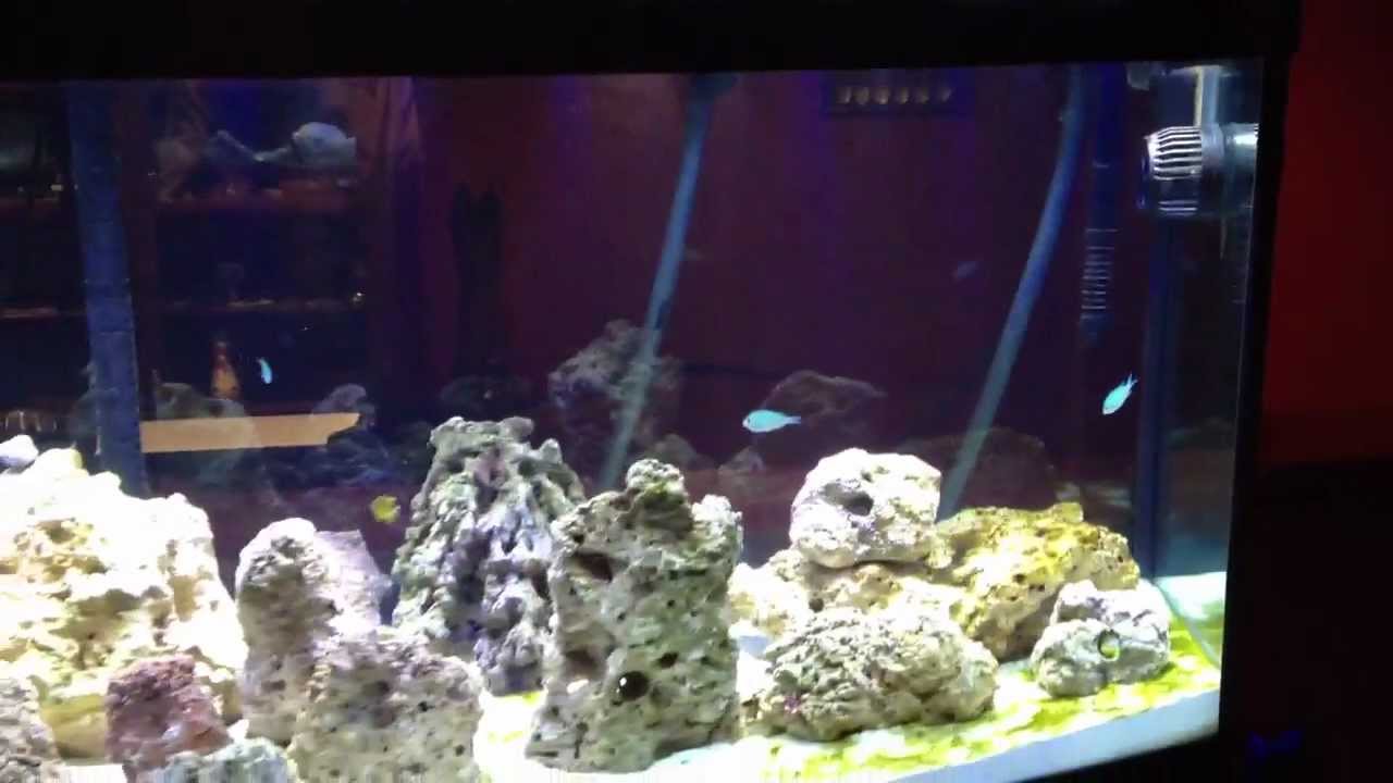 my reef keeper elite