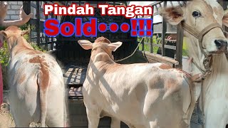 Deal..!!! Terjual Pedet PO Cros Pindah Tangan Ke Pak Ismanto Kebumen