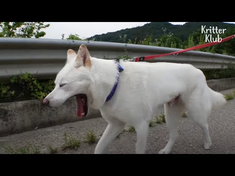 Video: Pradžia Šunų šlapimo takų infekcijos priemonės