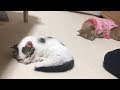 息子なりに考えた子猫への毛繕いがおもしろい