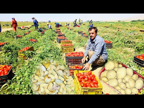 Nomadic Harvest Tomatoes Potatoes Water Free Almonds In Wild Nature Real Survival Farming