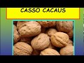 Casso cacaus