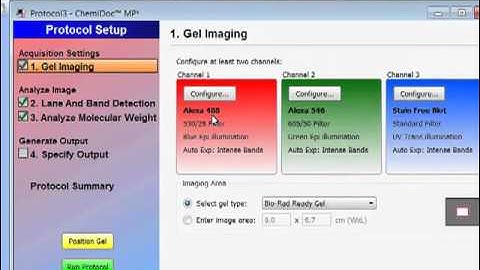 Muti-Fluorescent Imaging with Bio-Rad