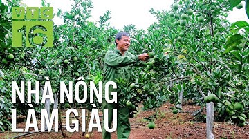 Kỹ thuật trồng cây ăn quả theo hướng hữu cơ | VTC16