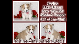 Siborgi or Horgi the mix between the Husky Corgi these pups are 8 weeks old and so playful!