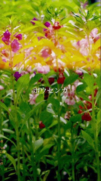 アジサイ 花言葉 Youtube