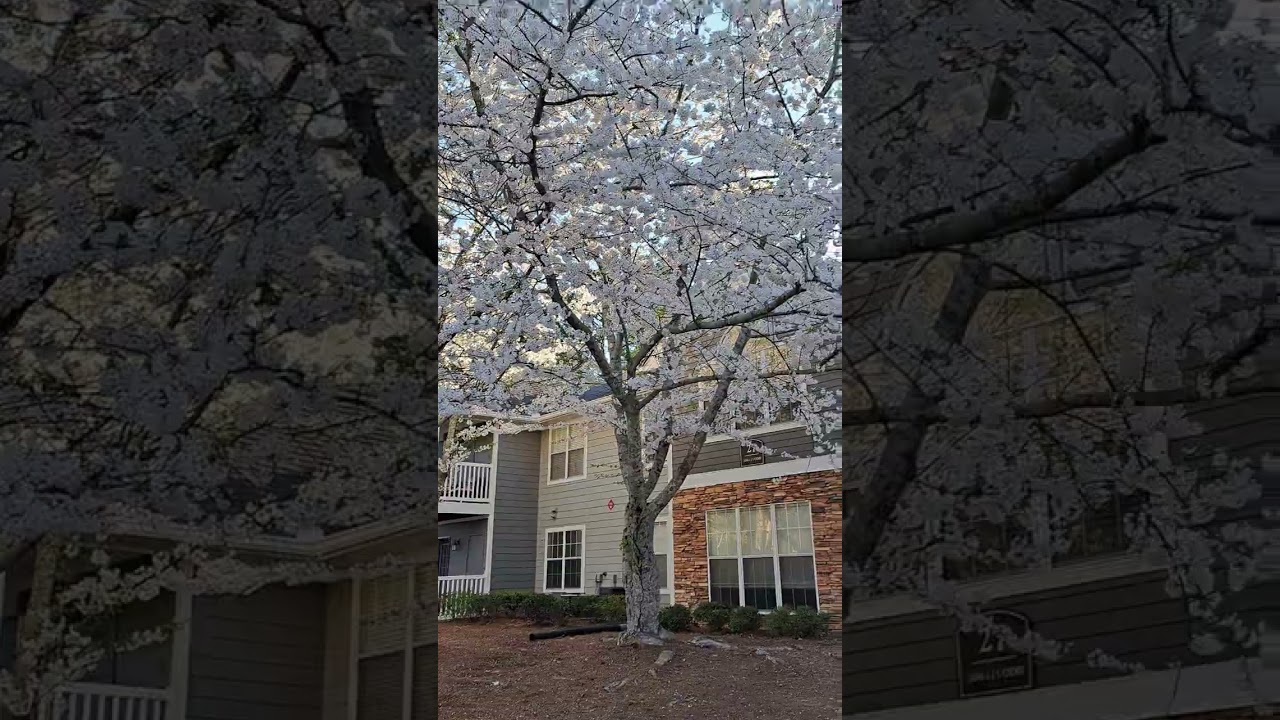 Flowering Season | Georgia | US Travel diaries