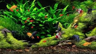 Aquazone Desktop Garden - Goldfish Tank #1 (4K)
