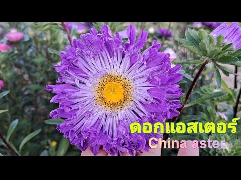 วีดีโอ: ดอกแอสเตอร์จีน - สภาพการเจริญเติบโตของพืชดอกแอสเตอร์จีนมีอะไรบ้าง